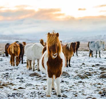 paardrijden in IJsland in de winter