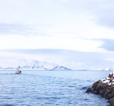 walvissen spotten in IJsland in de winter