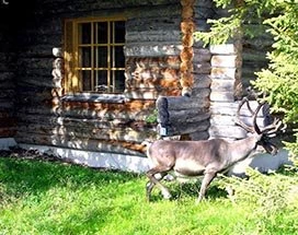 thumb-silver-pine-cabins-lapland-zomer-rendier