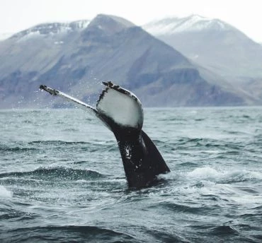 actieblok-aanbieding-walvis-excursie