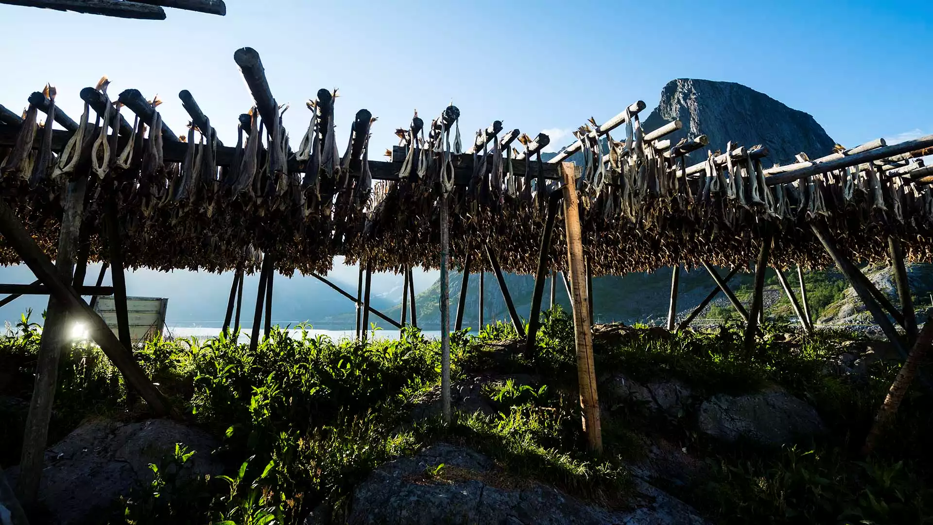 Naar de Lofoten eilanden