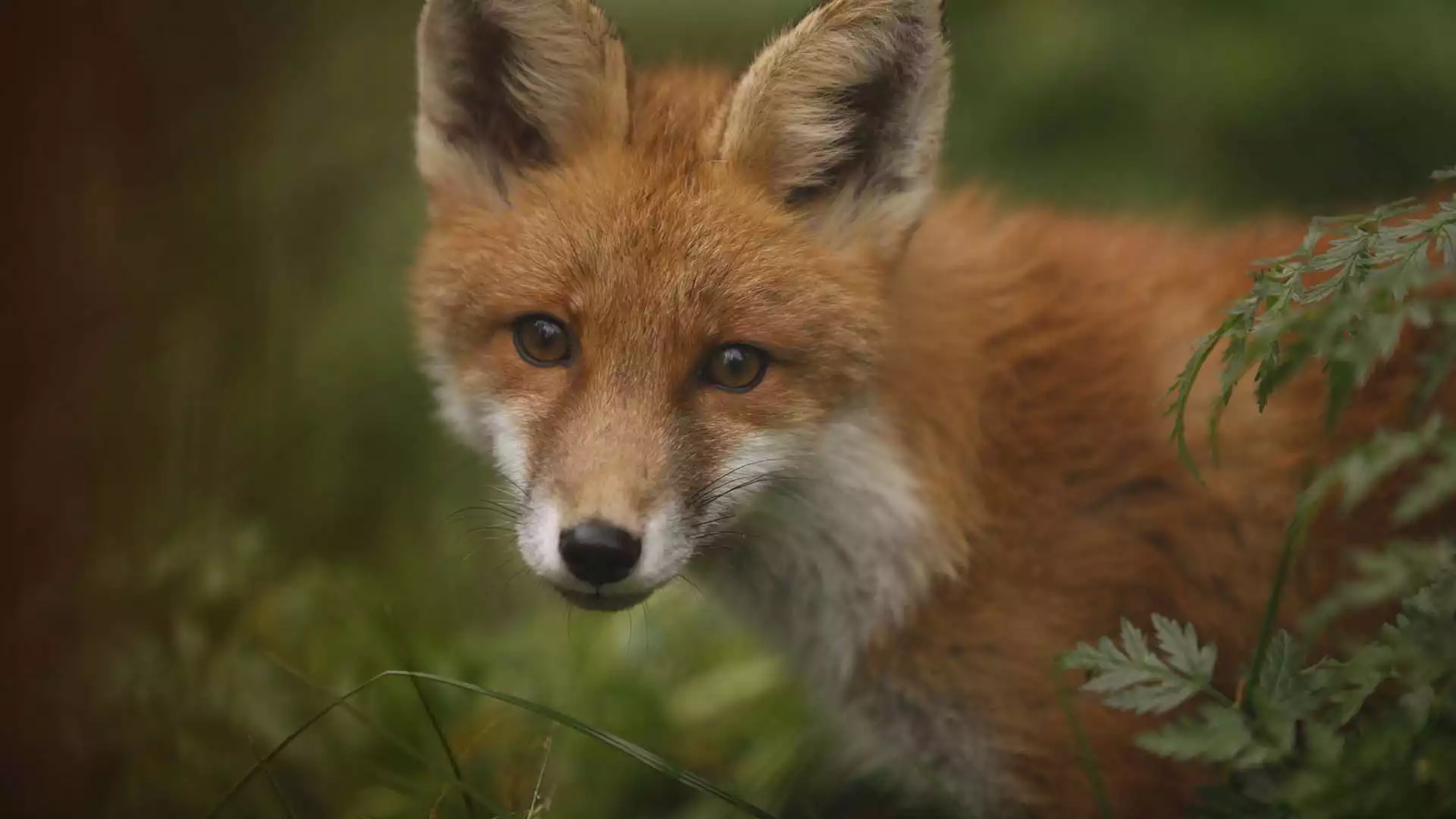 Beren, wolven en veelvraten spotten