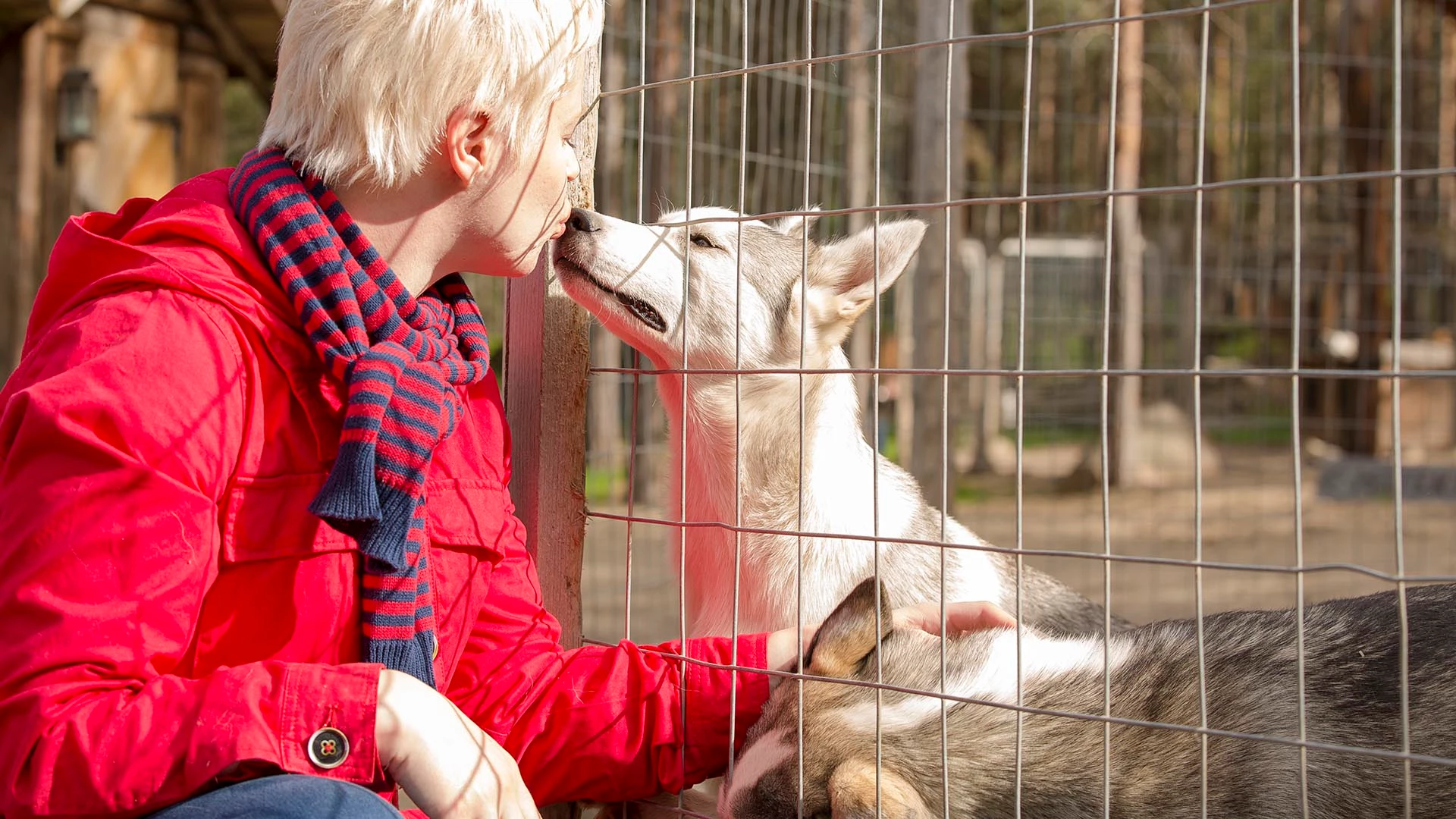 Bezoek aan de huskyfarm