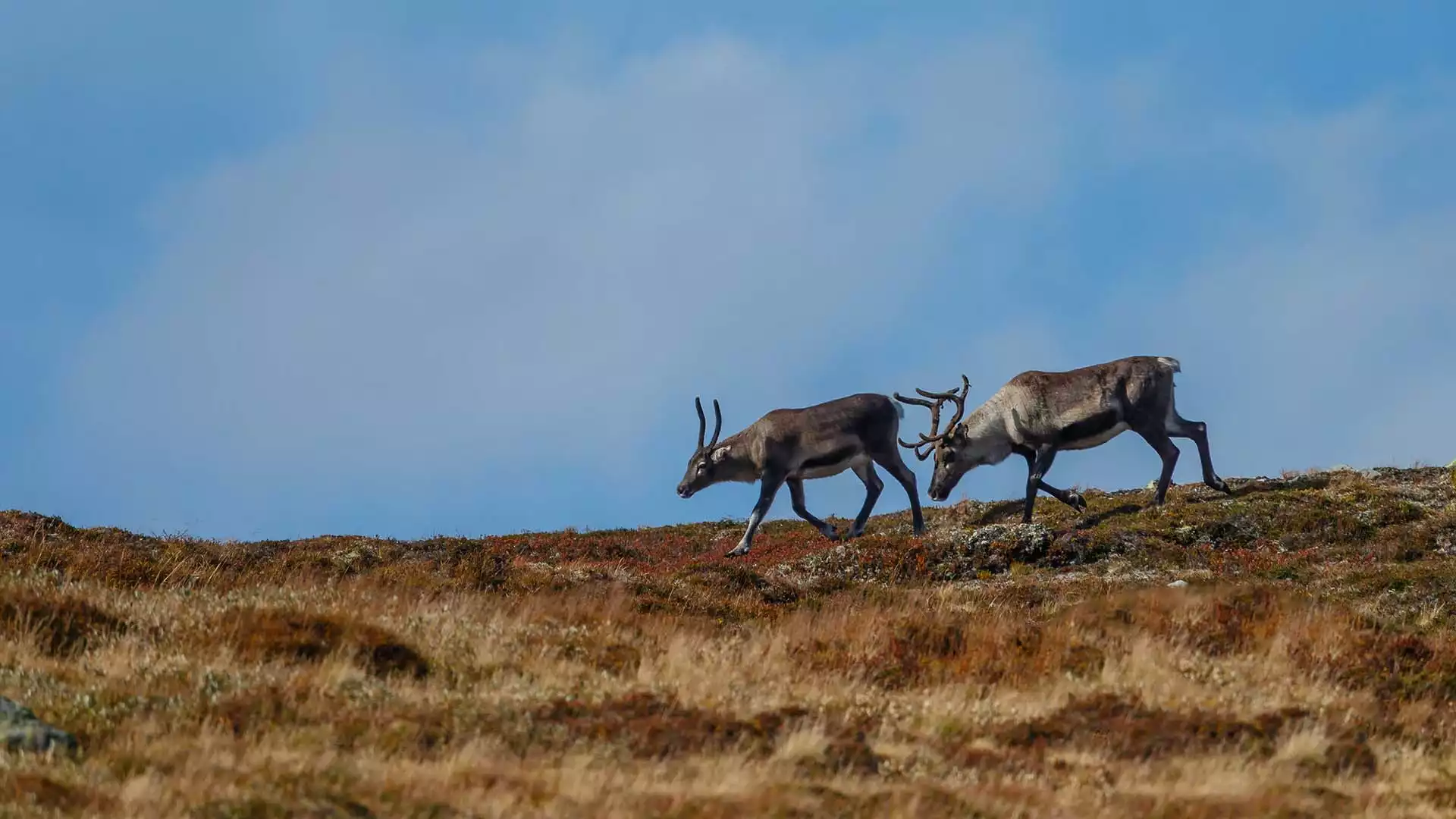 Welkom tussen de rendieren van Lapland