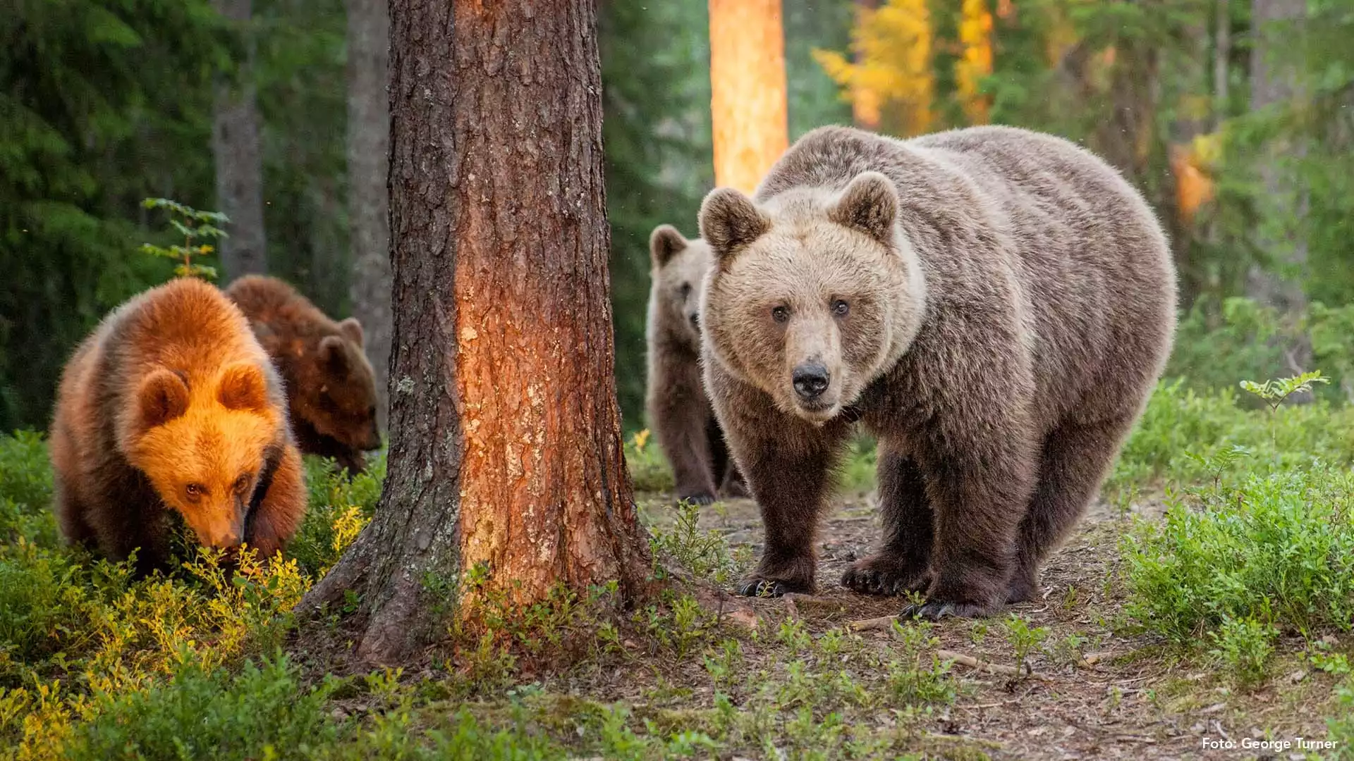 Bruine beren spotten?