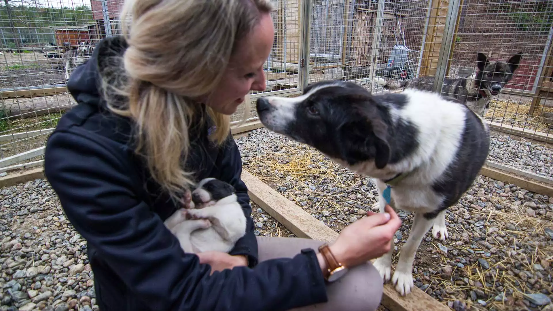 Op bezoek bij de huskyfarm