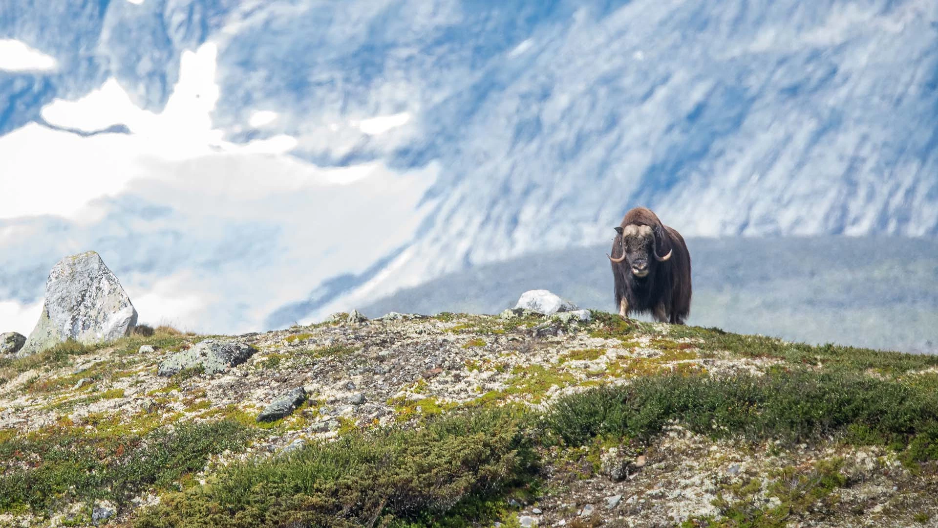 Dovrefjell Nationaal Park