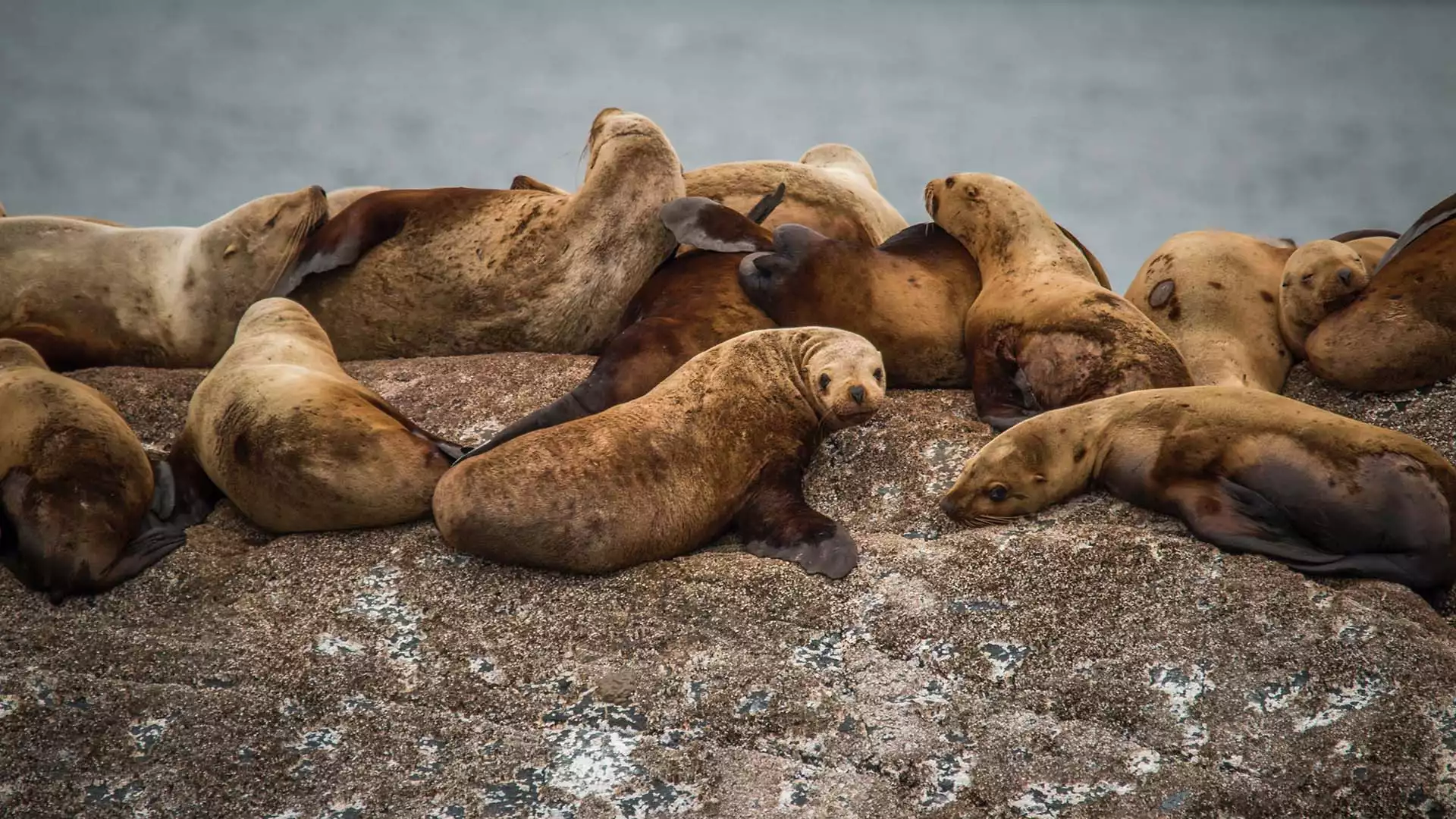 Bezoek aan de wolfabriek en opzoek naar zeehonden