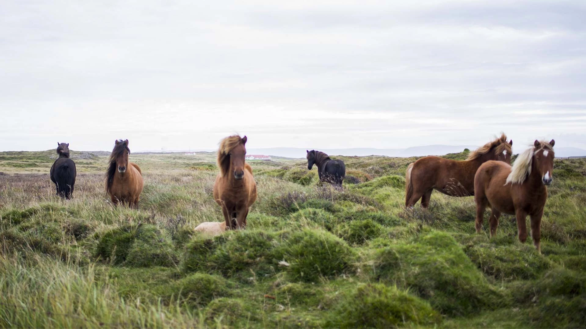 Rondje Snæfellsnes