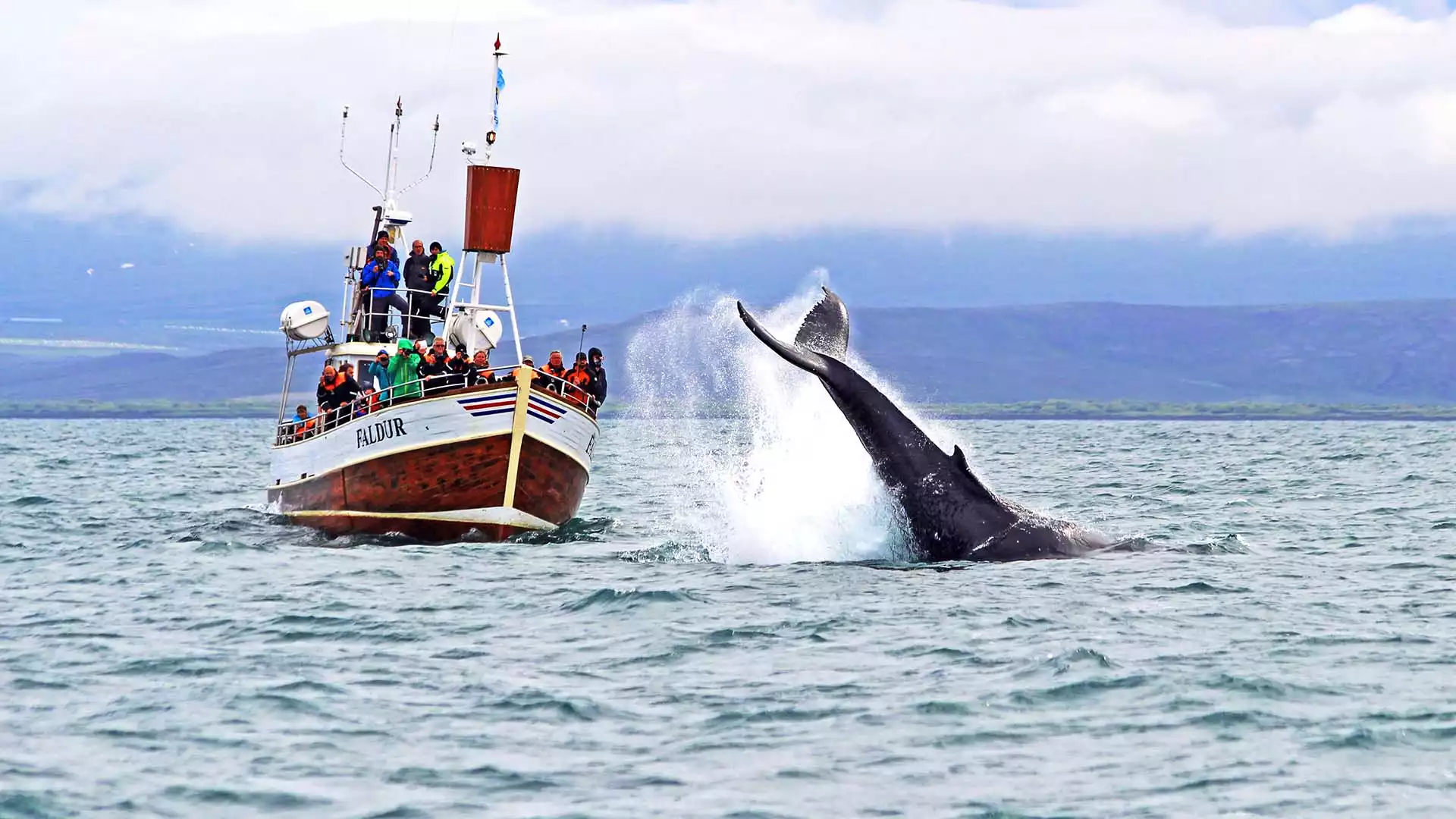 Ontmoet de walvissen van Húsavík