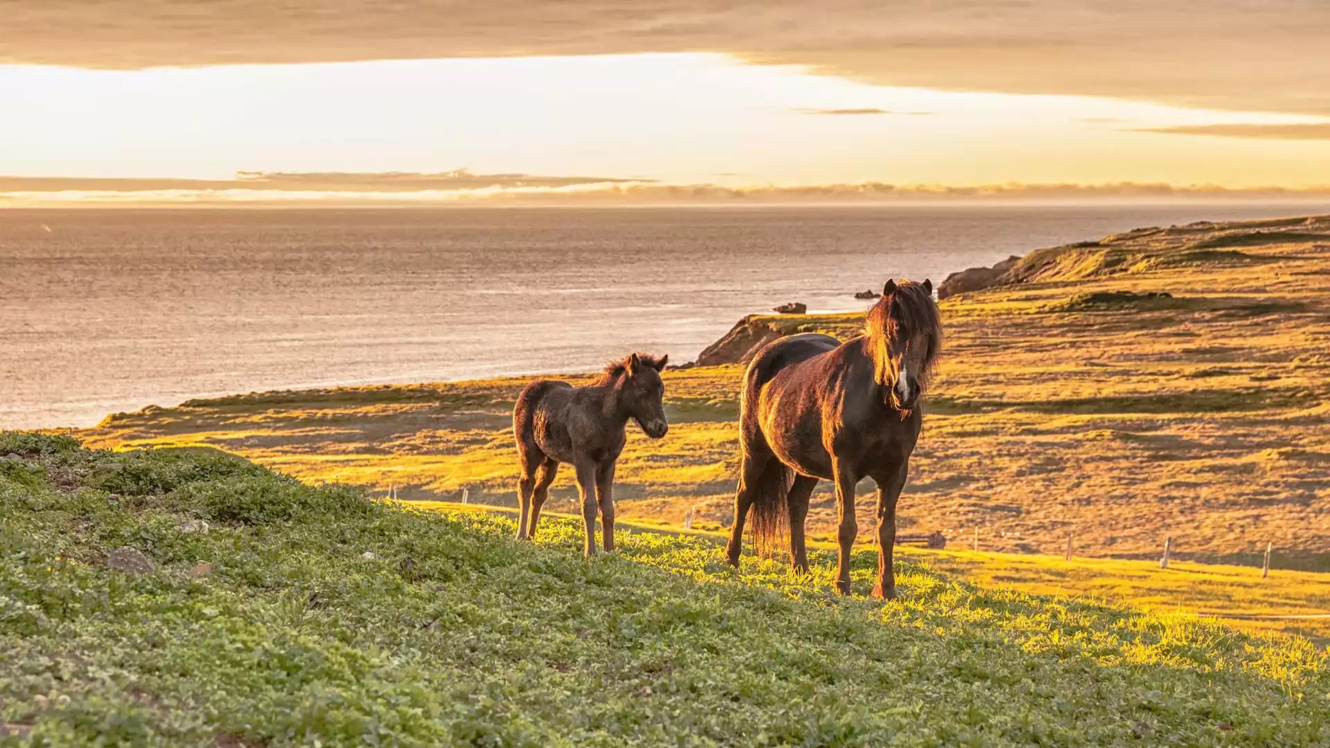 Kveðja Ísland, de reis is rond