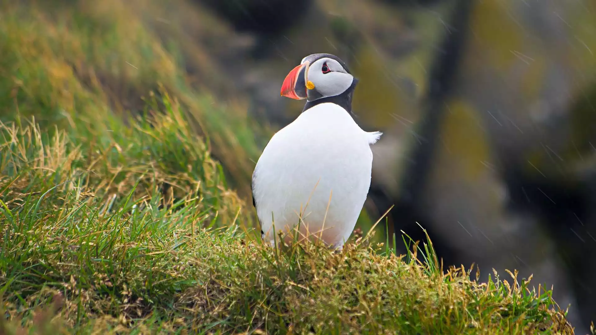 Ongerepte natuur in IJsland