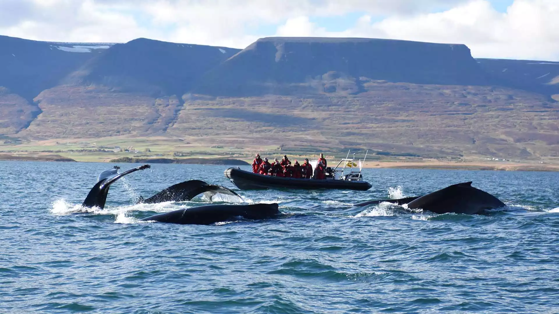 Húsavík: het walvis walhalla