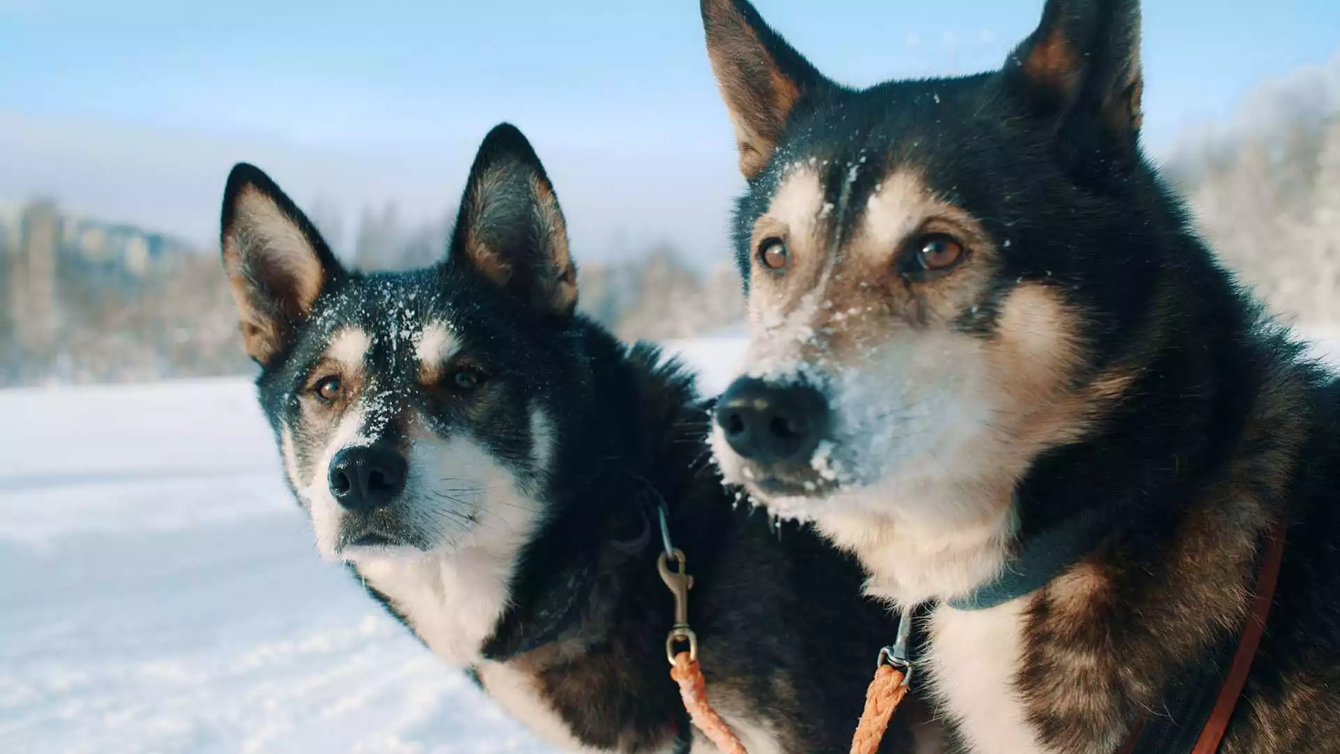 Huskysafari en tijd voor ontspanning!