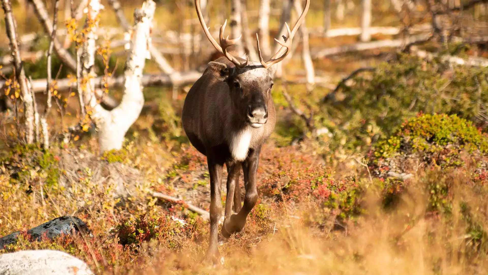 Welkom in Lapland!