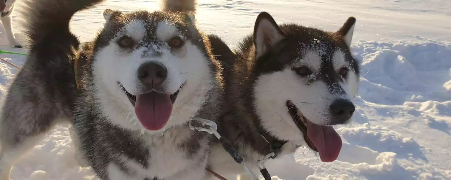 Bezoek aan de huskyboerderij