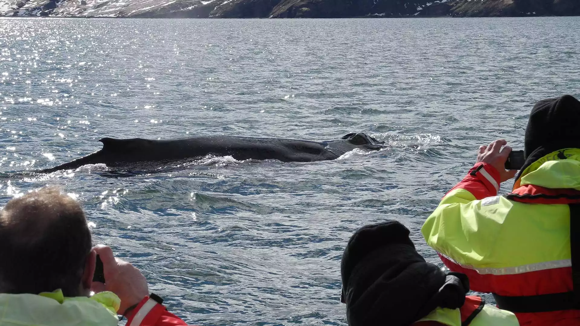 Walvissen spotten vanuit Húsavík