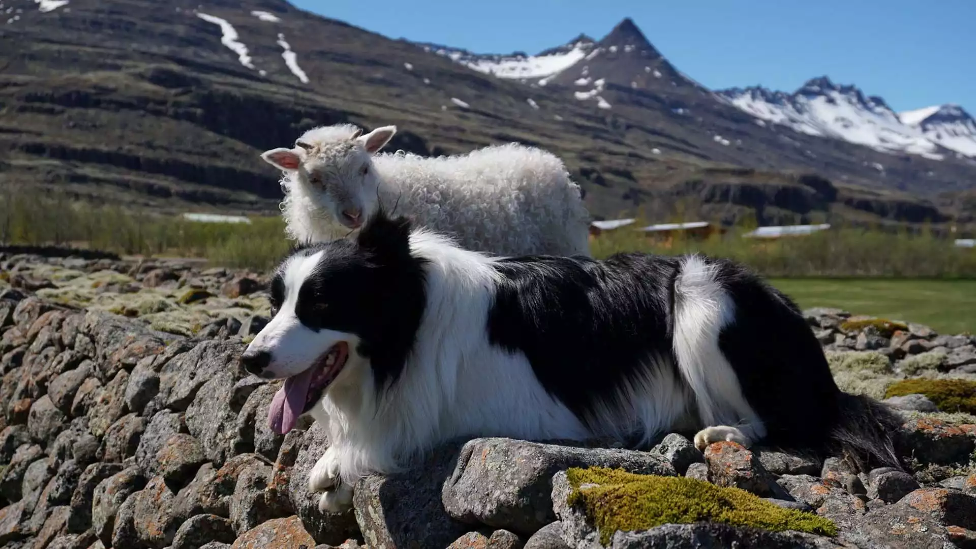 Wandel naar de waterval Snædalsfoss