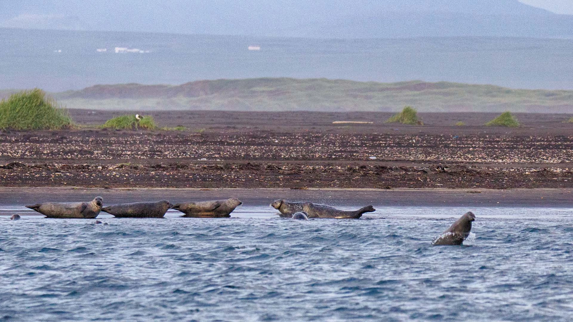Maak kennis met IJslandse zeehonden
