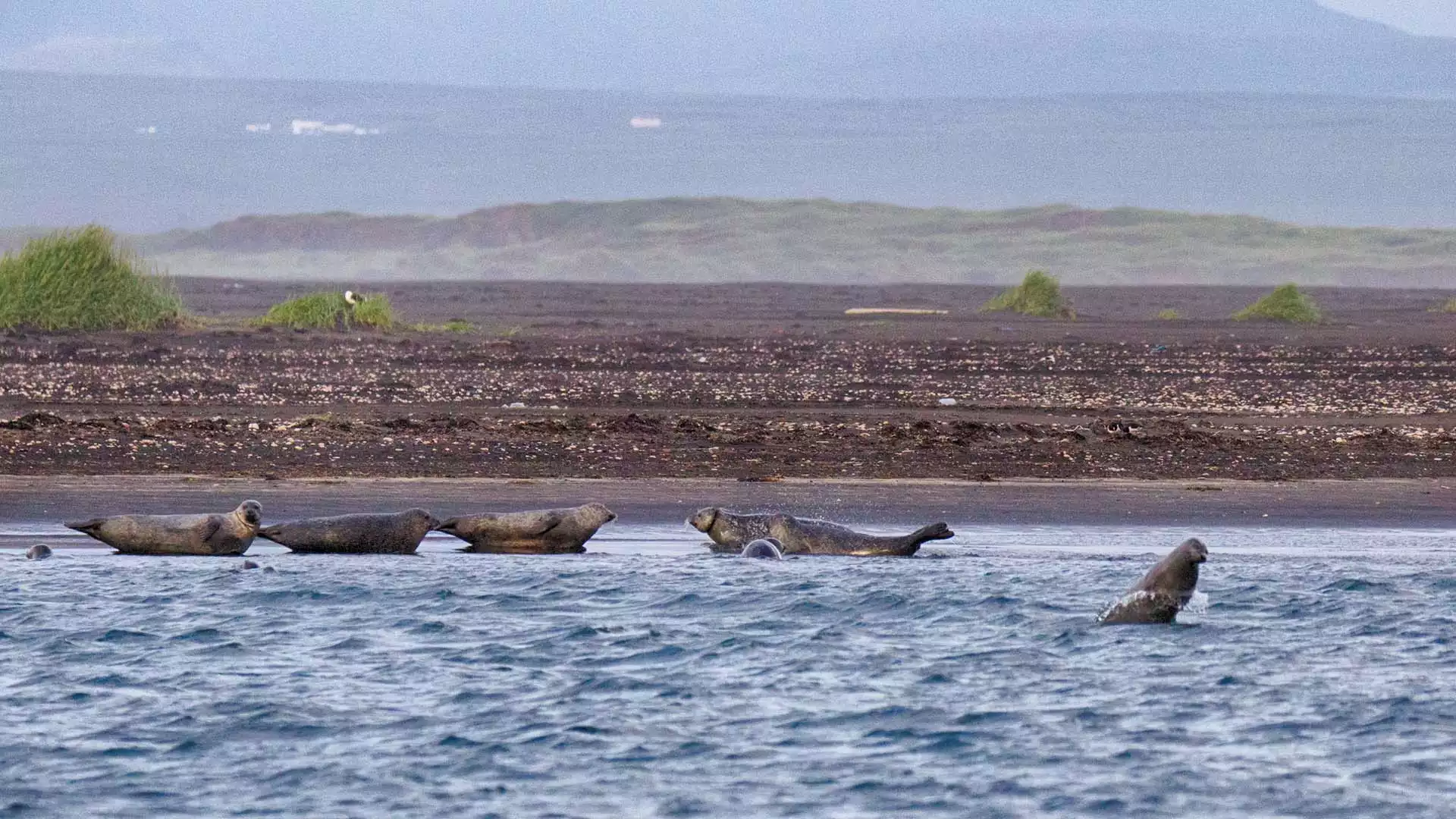 Maak kennis met IJslandse zeehonden