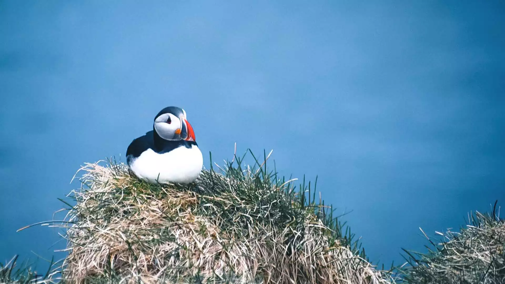 Bezoek het idyllische Borgarfjörður Eystri 