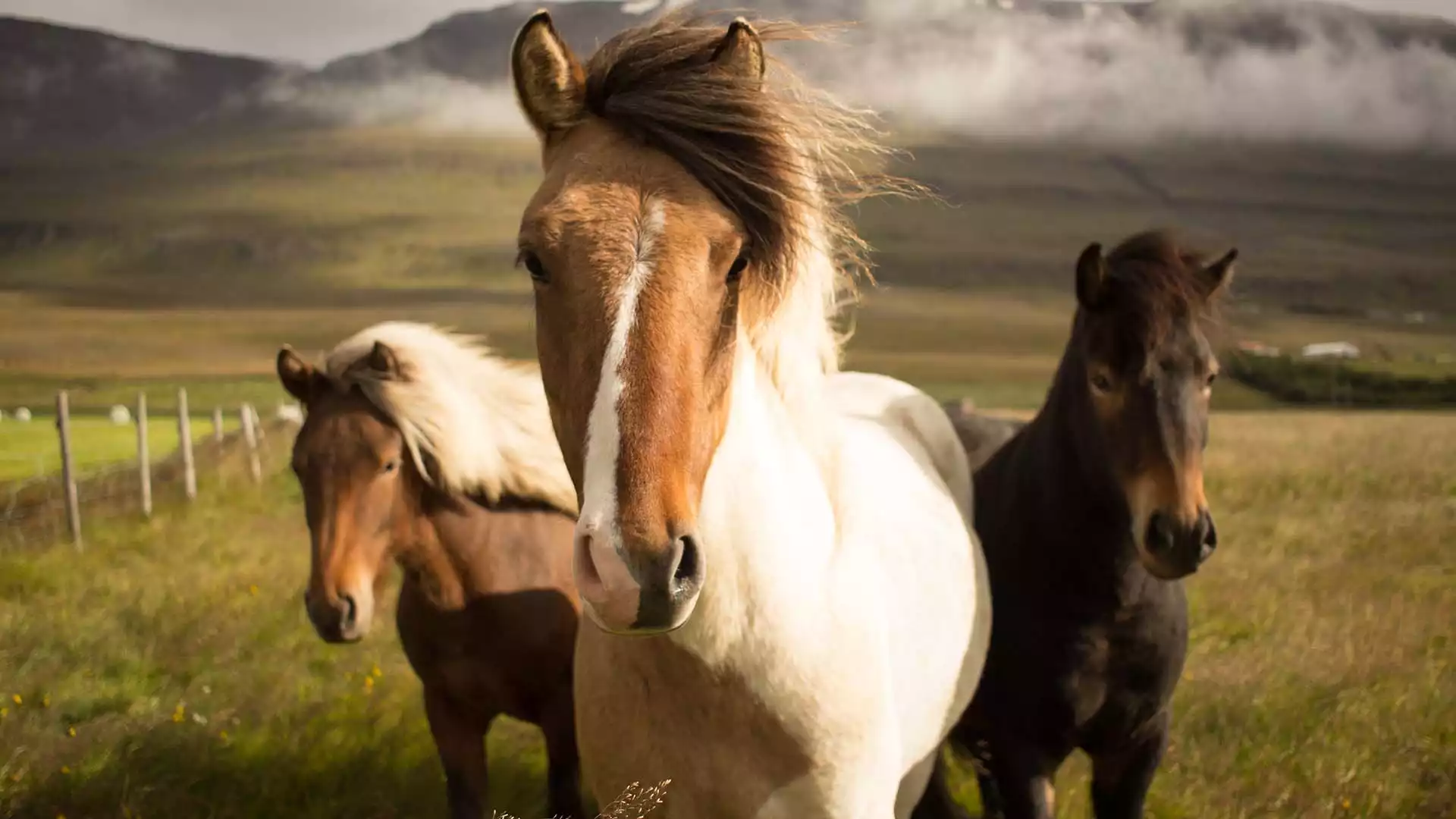 Leer IJslandse paarden kennen