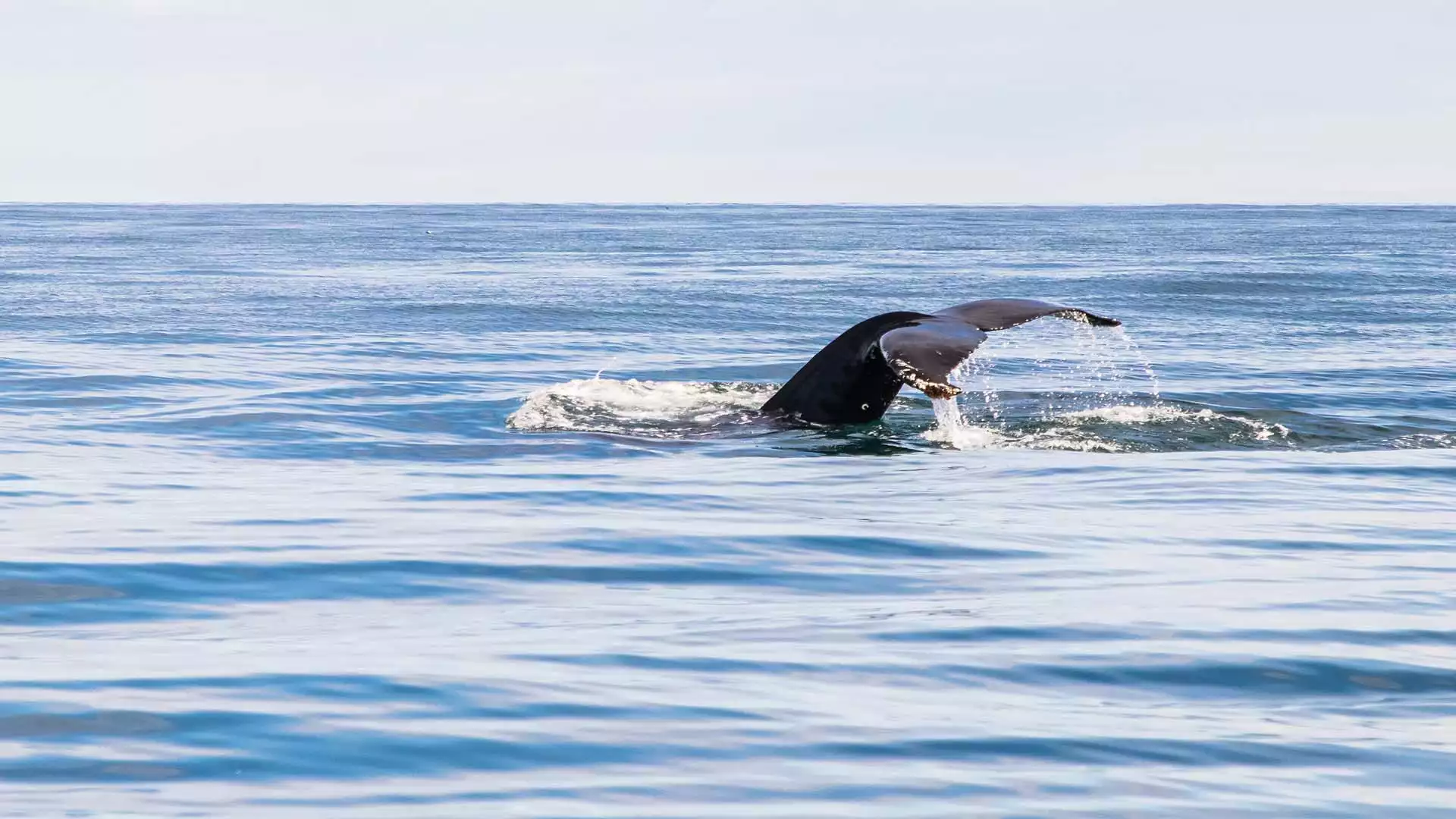 Verken de Arctische kust en ga op zoek naar walvissen
