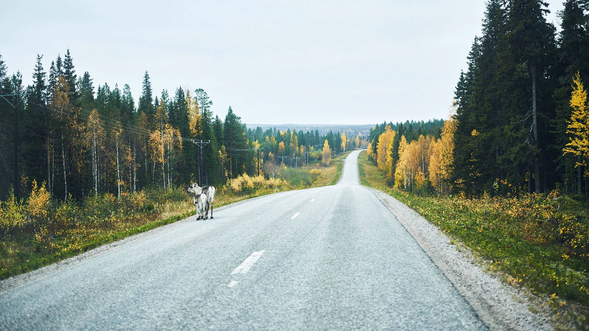 Welkom in Lapland!