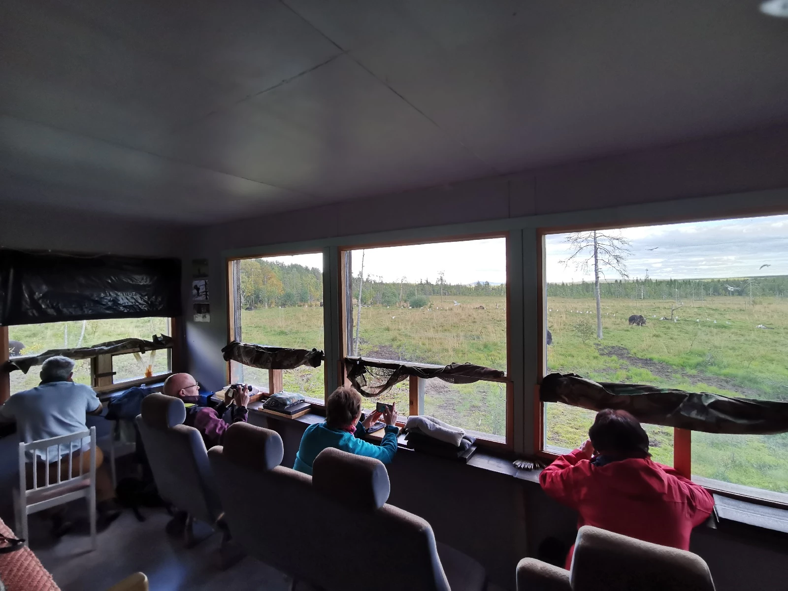 Beren- en ander wildlife spotten