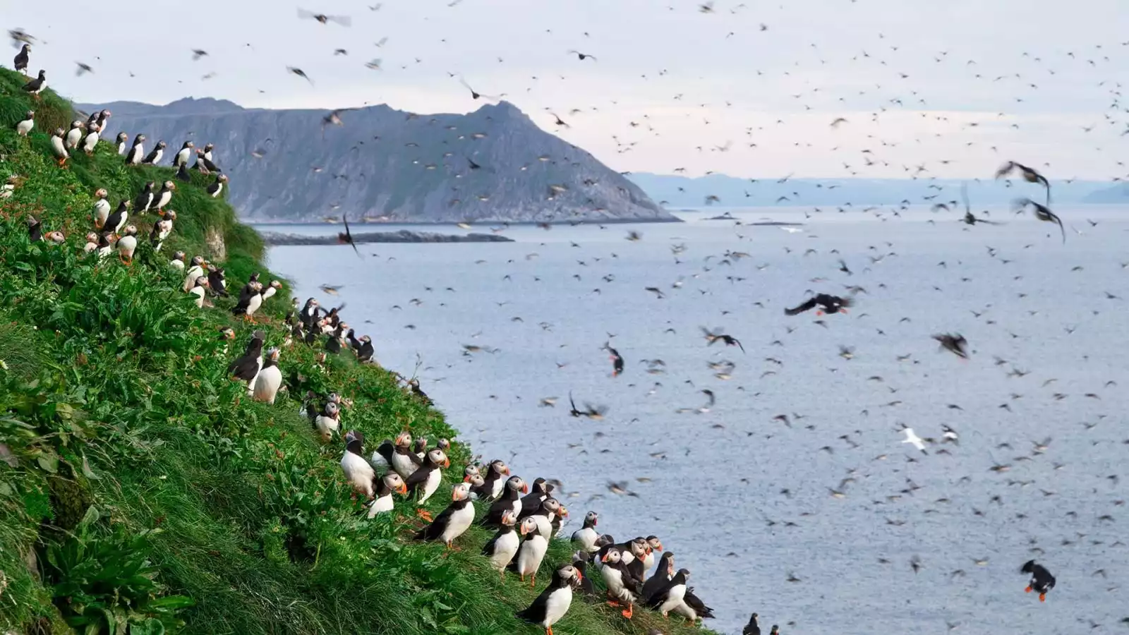 Birdsafari Gjesvær en de Noordkaap