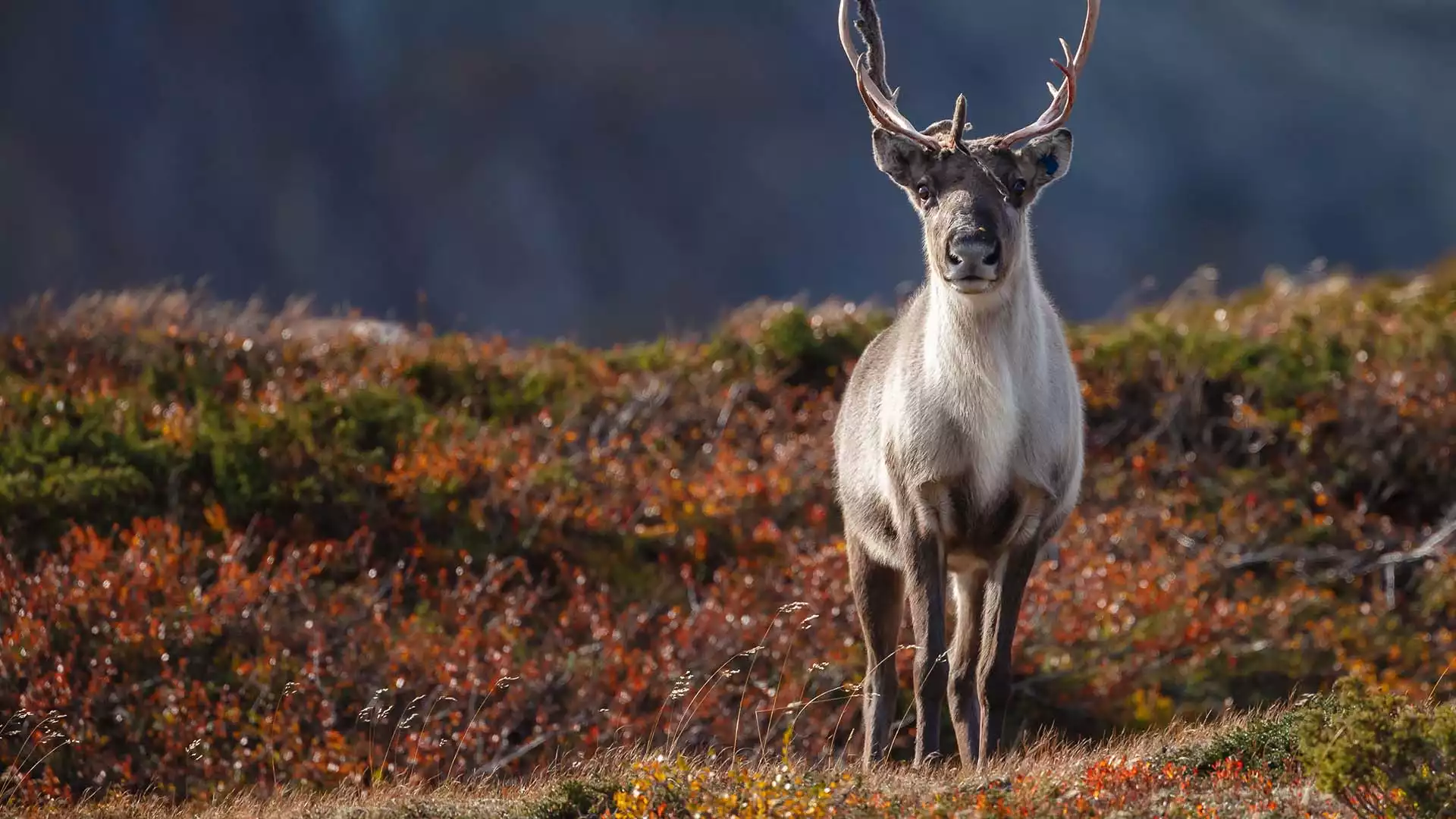 Welkom in Lapland!