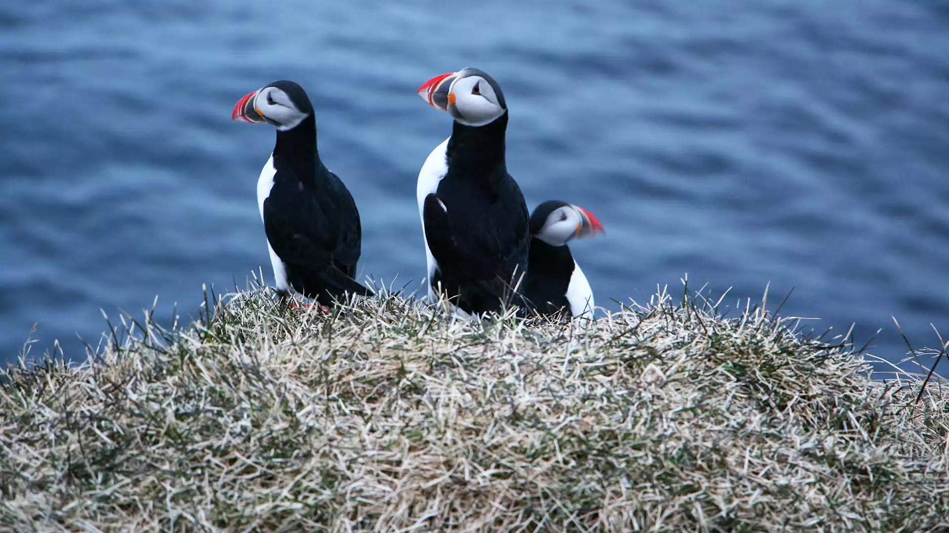 Brúnavík Hike & Papegaaiduikers spotten 