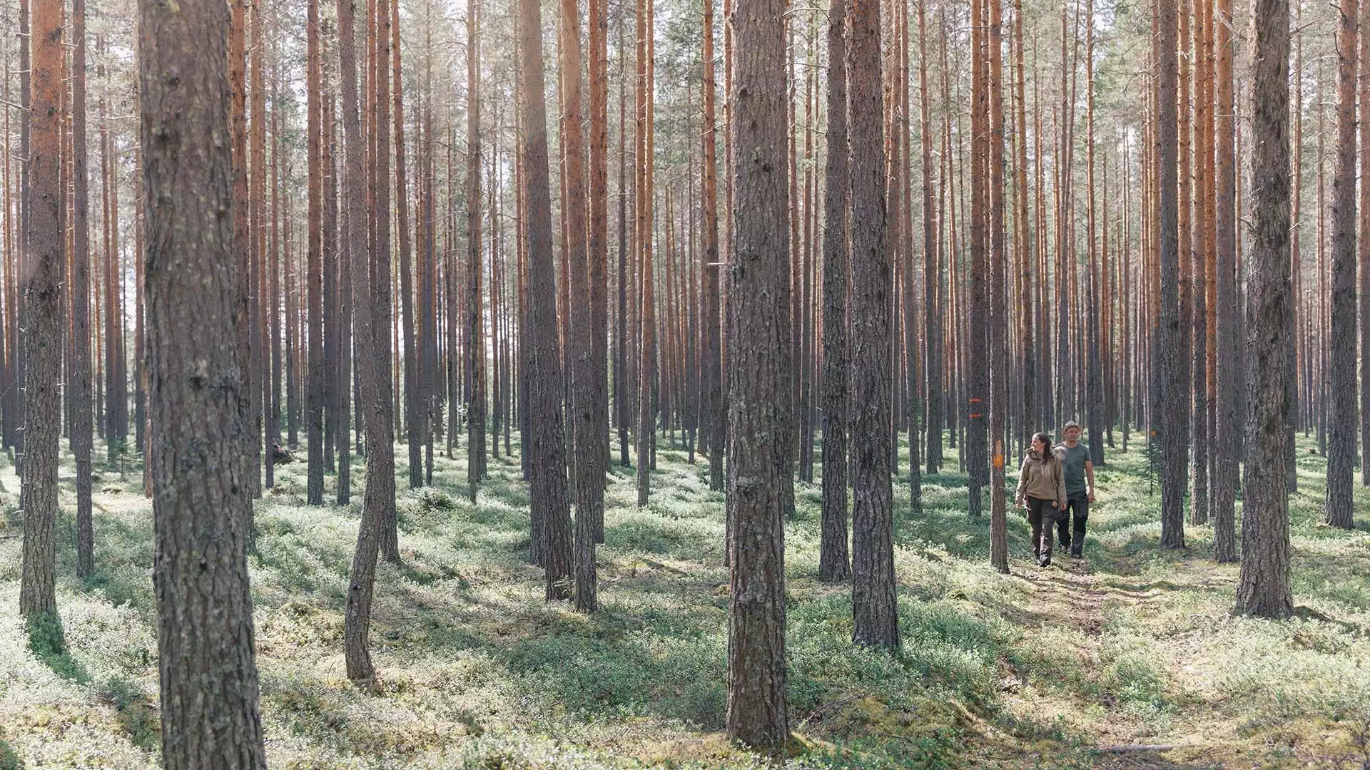 Wandeling door het bos