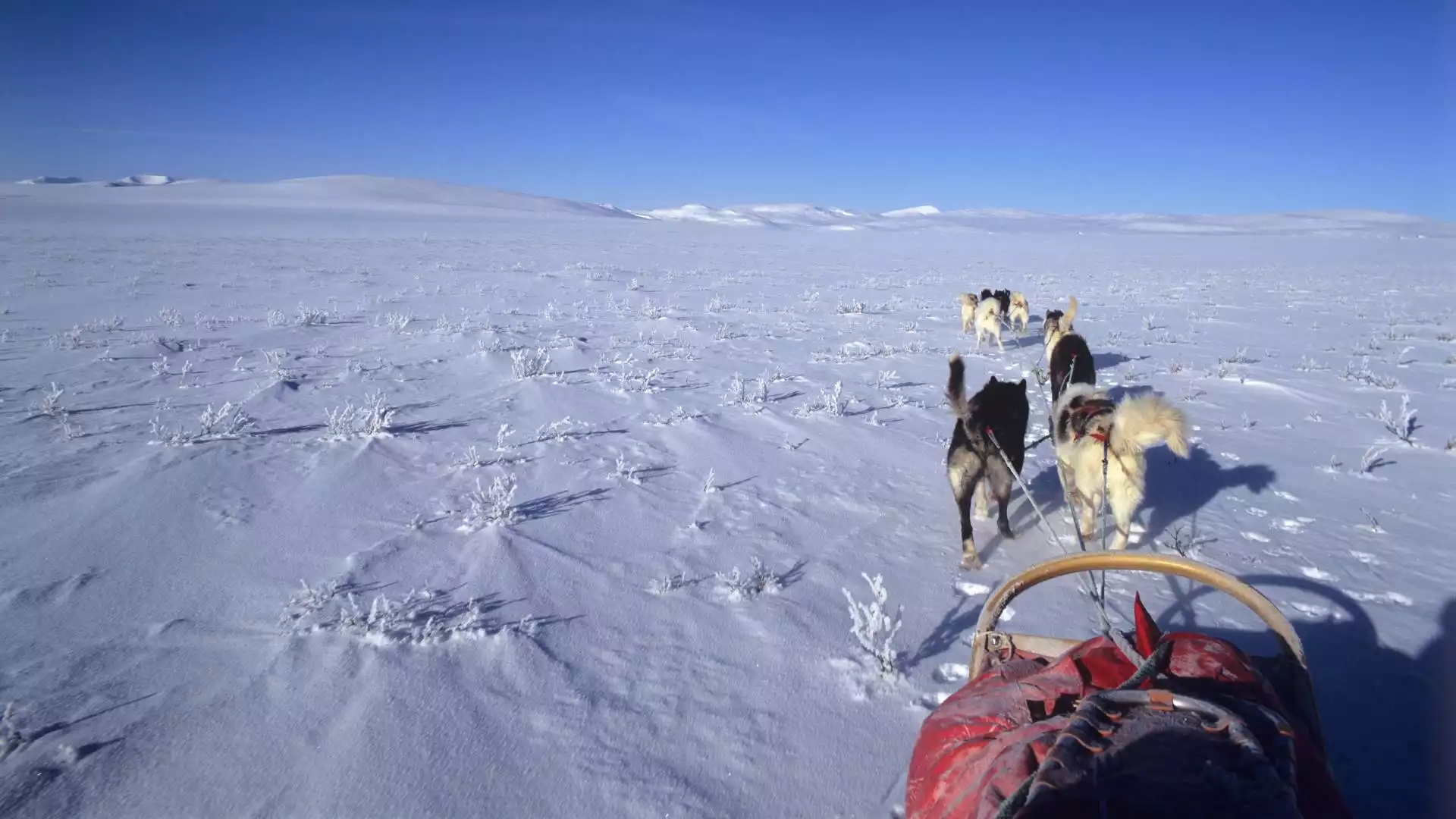 Husky Safari Lyngen Alpen