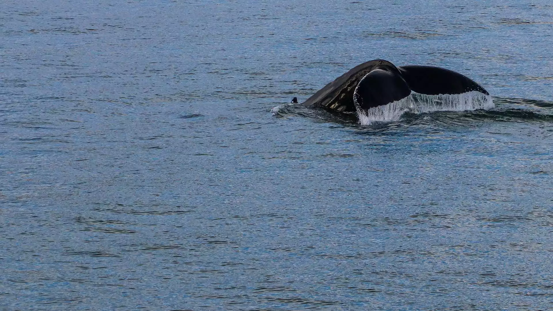 Walvissen spotten vanuit Húsavik