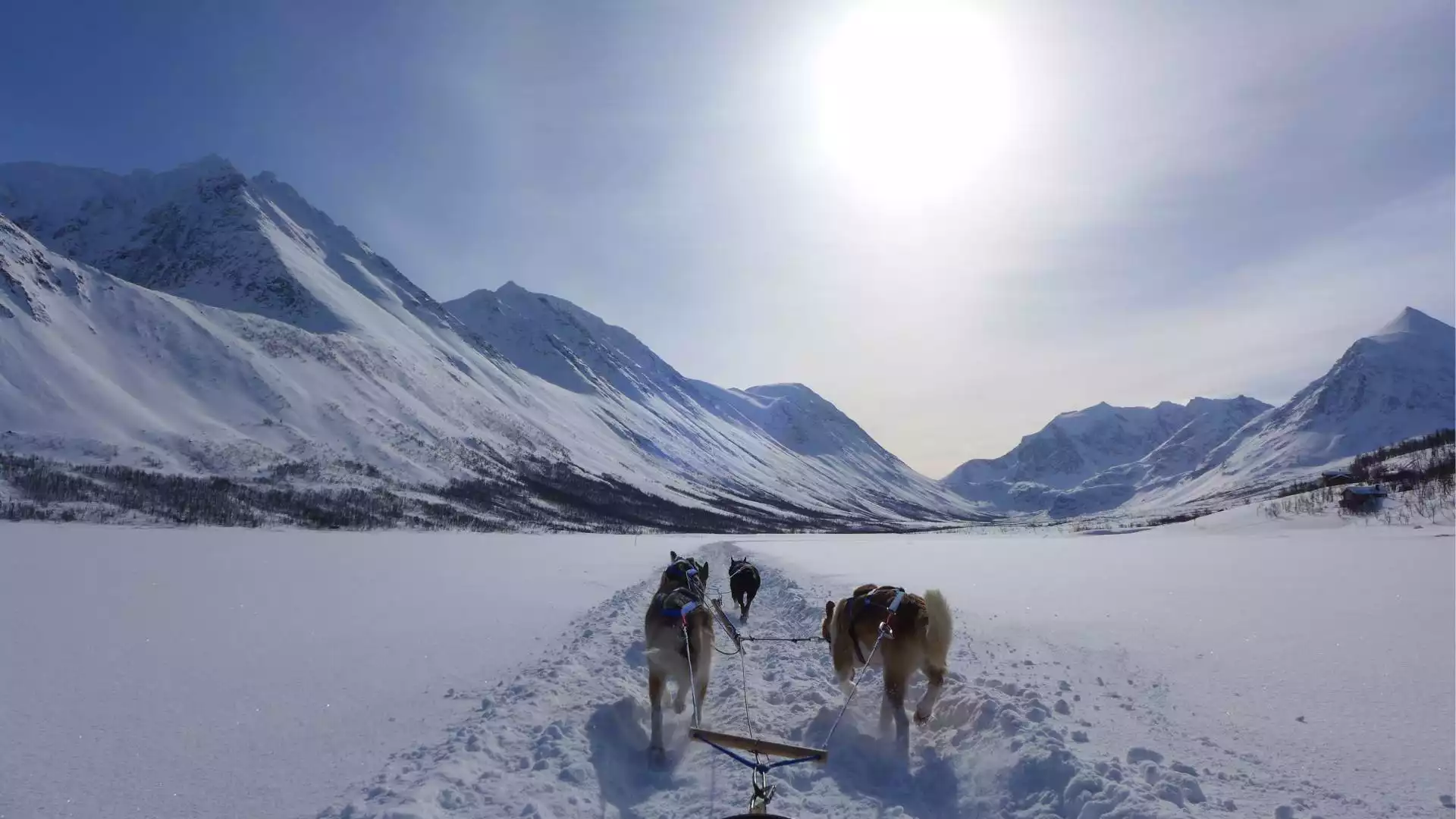 Bestuur je eigen huskyslede