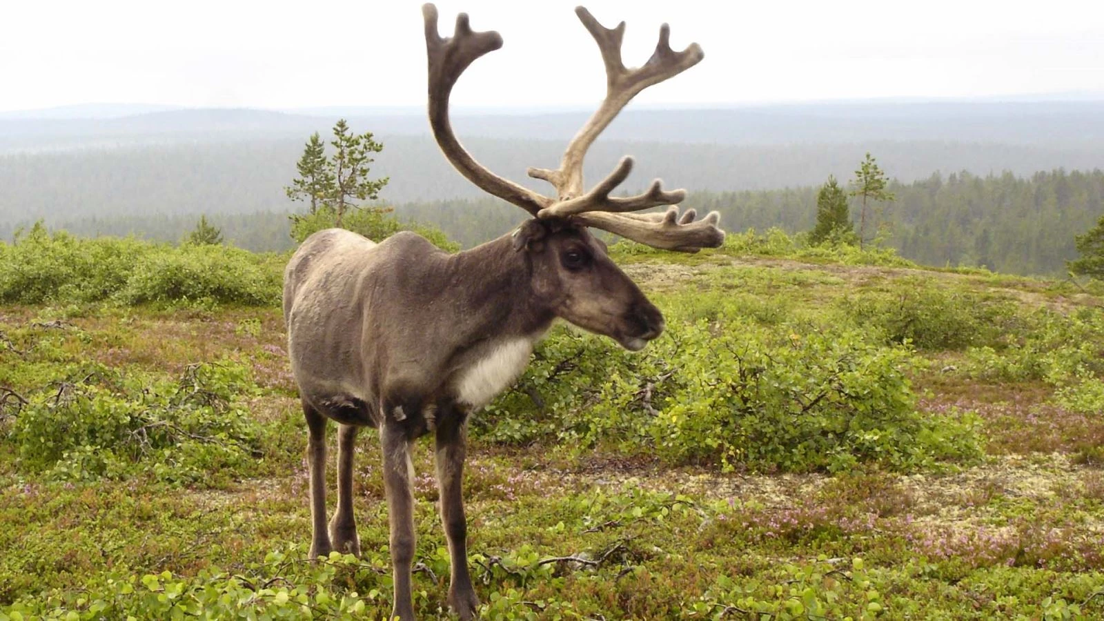 Vis vangen?