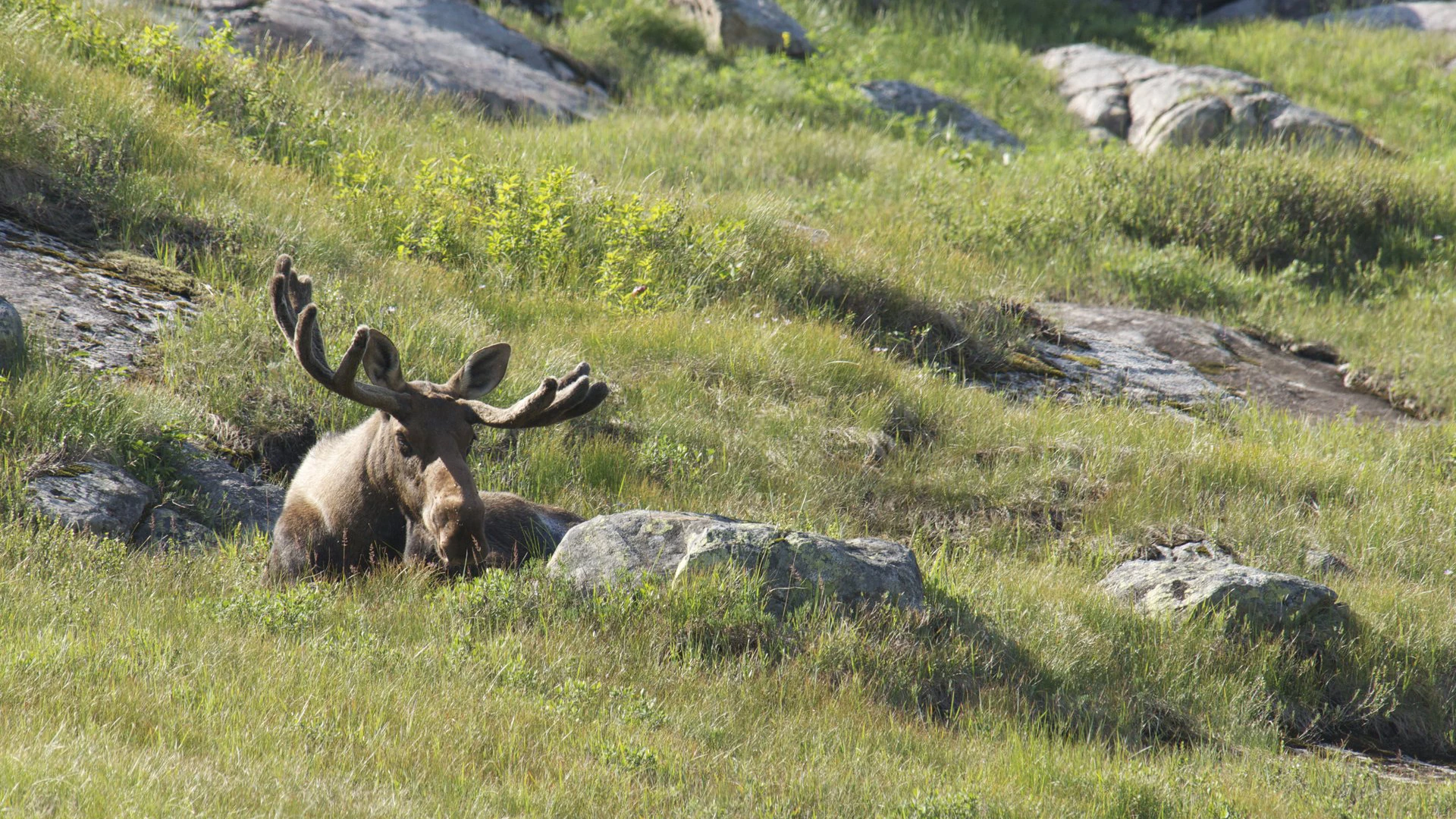 Viking trail