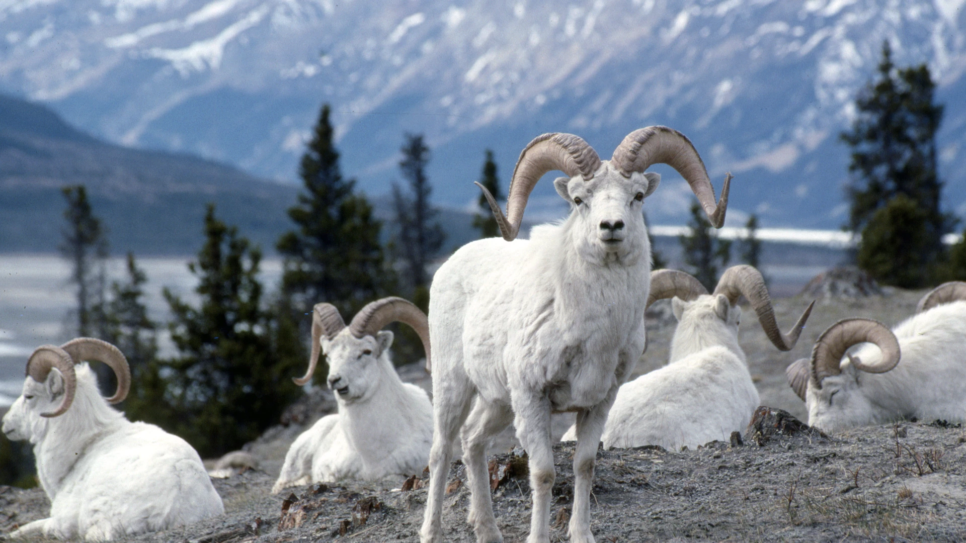 Richting Kluane National Park
