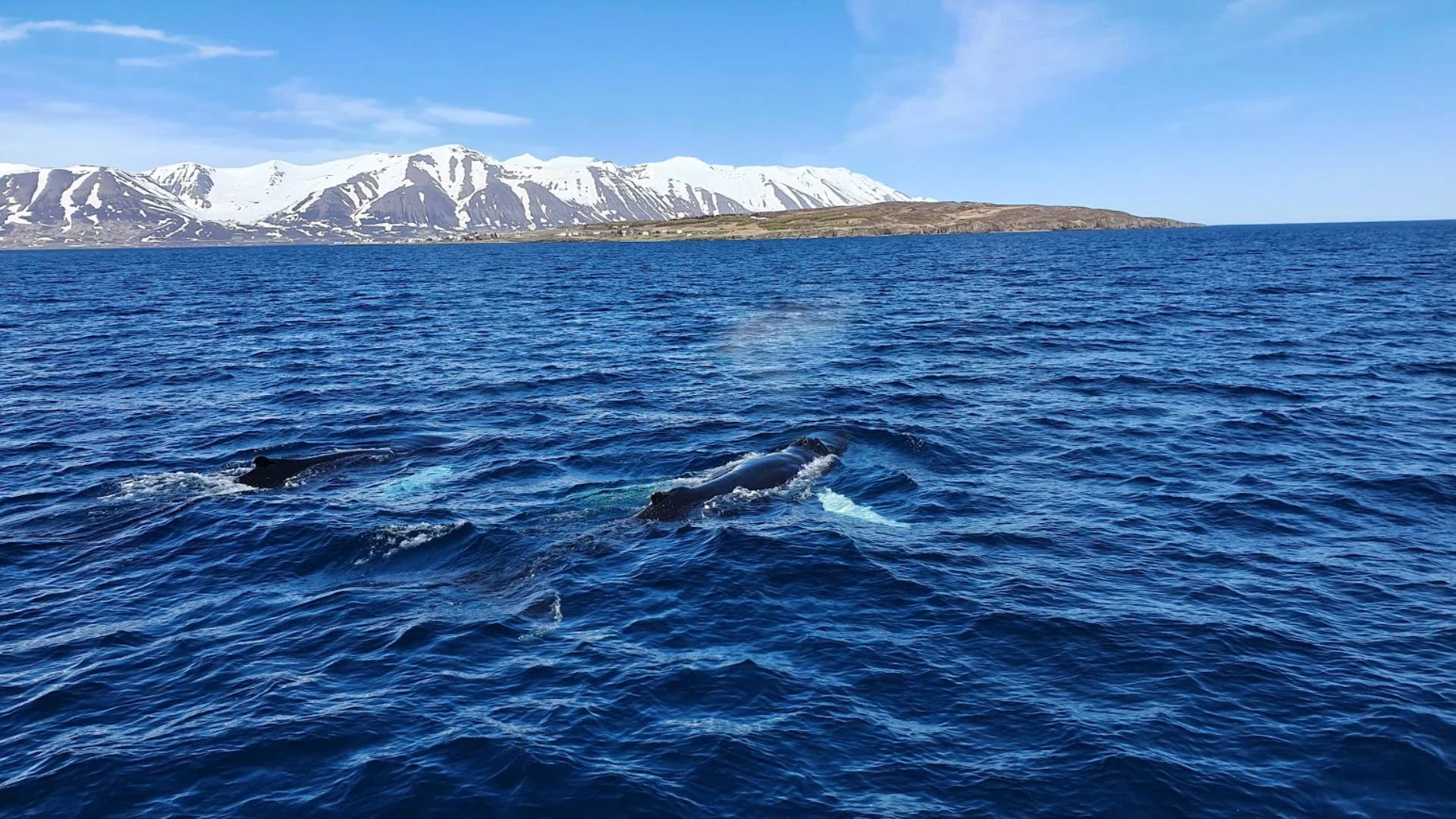 De bijzondere week begint met walvis spotten