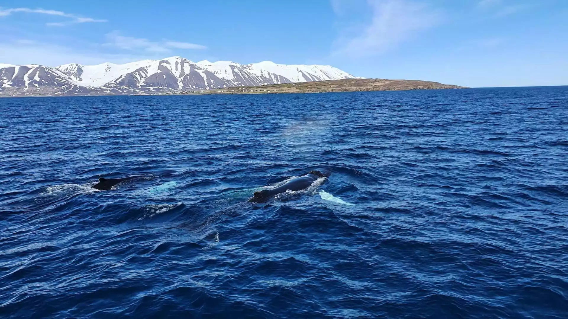 De bijzondere week begint met walvis spotten 