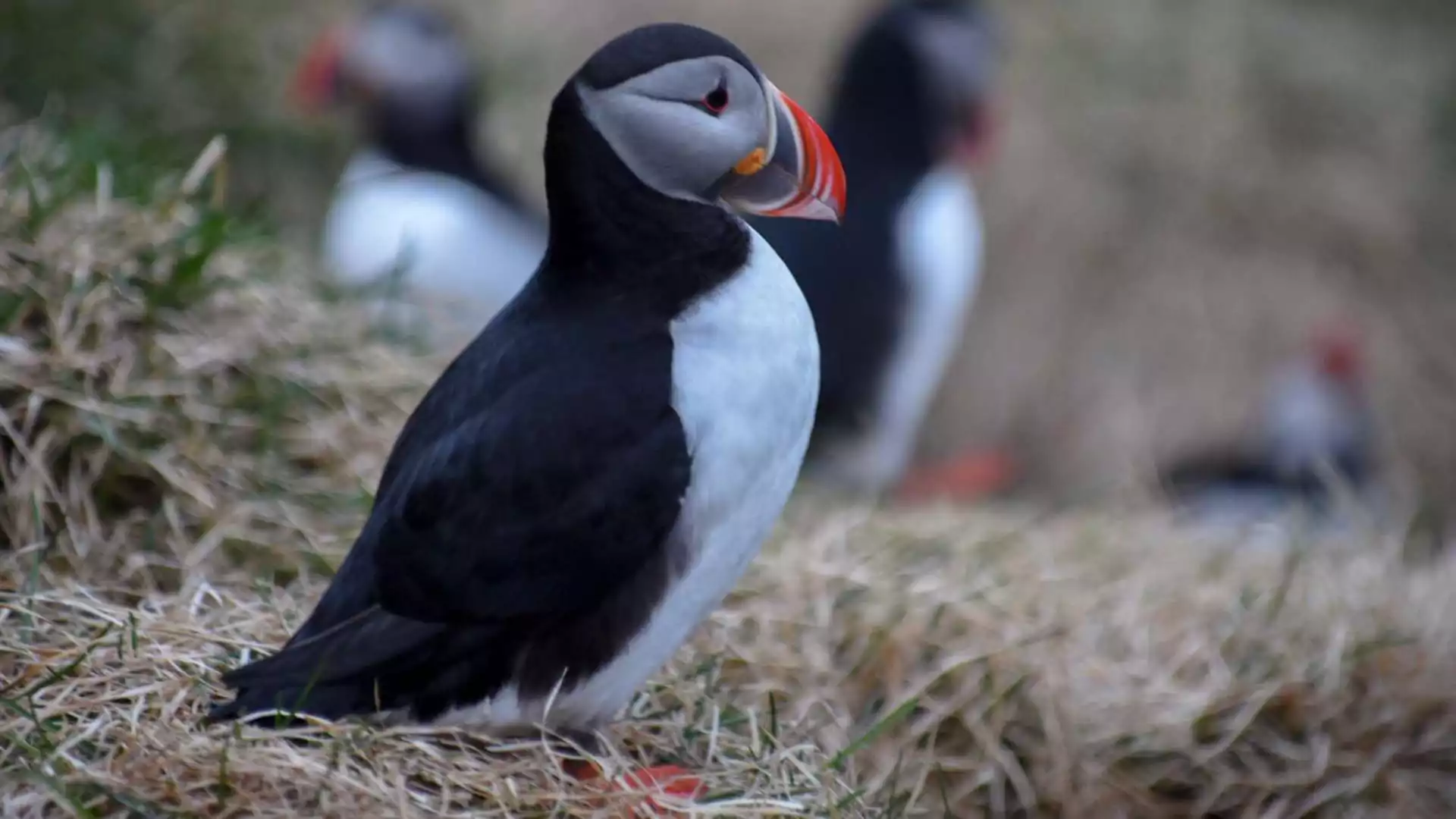 Op naar de magische Oostfjorden