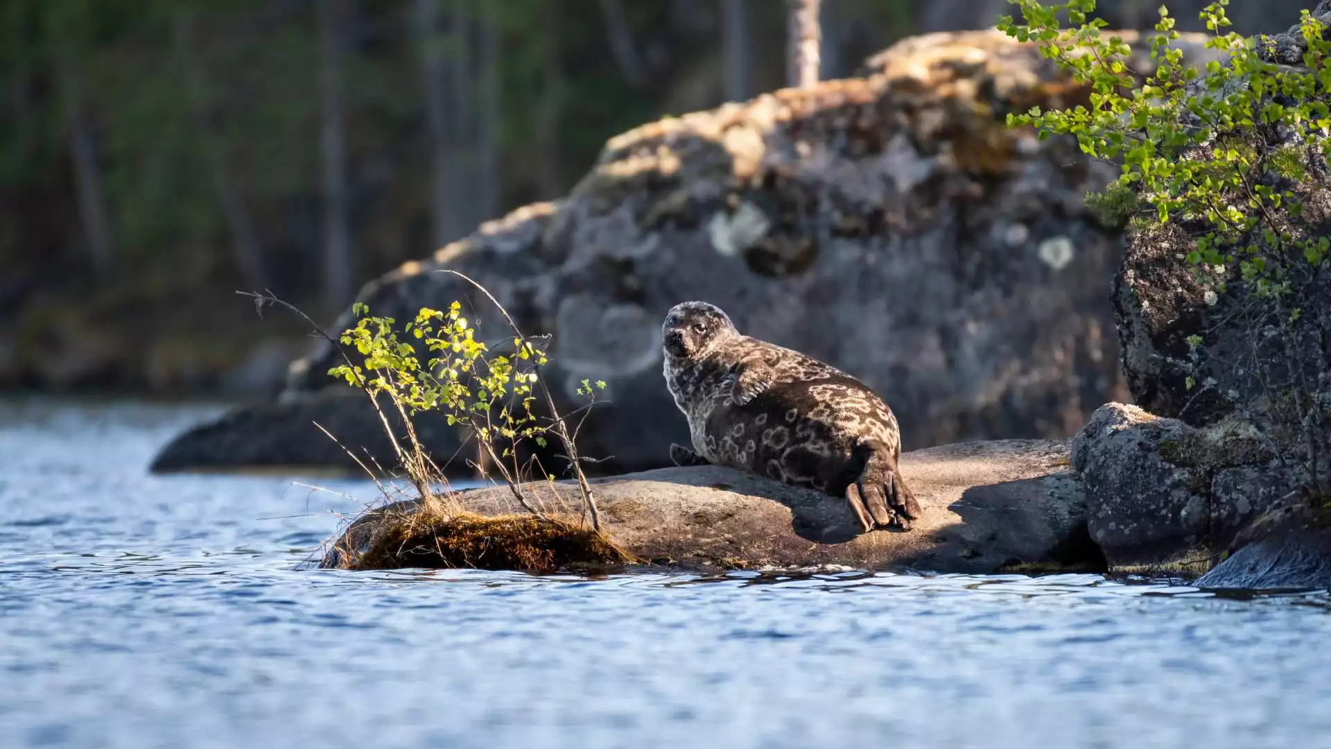 Op zoek naar Saimaa ringzeehond