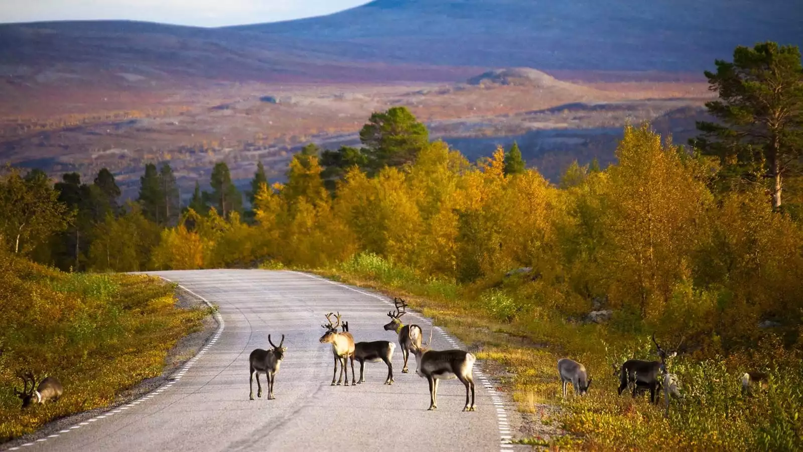 Op pad in Lapland