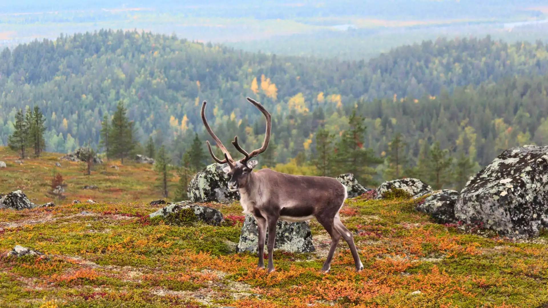 Dynamische landschappen van Fins Lapland