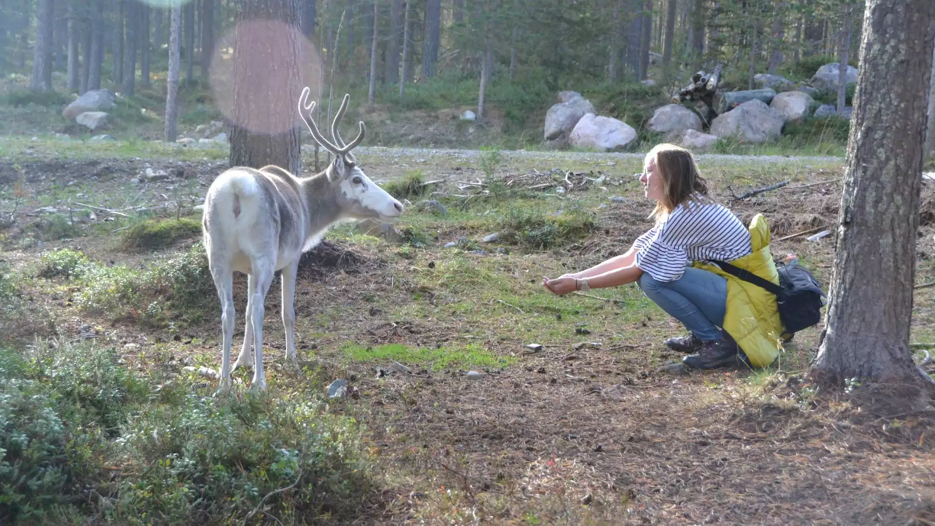 De rendieren van Salla