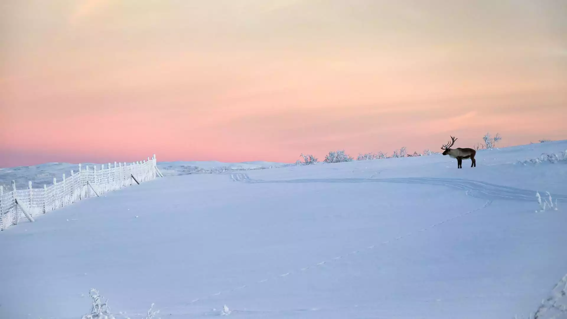 Tot ziens, Lapland!