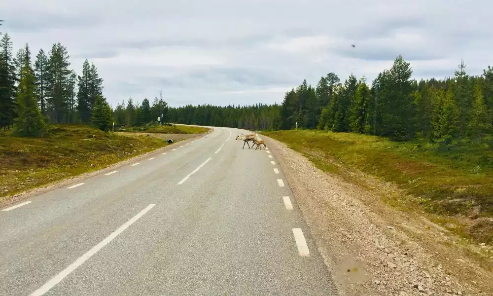 Doorkruis Fins Lapland naar Salla