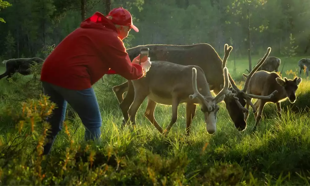 Bezoek aan de rendieren