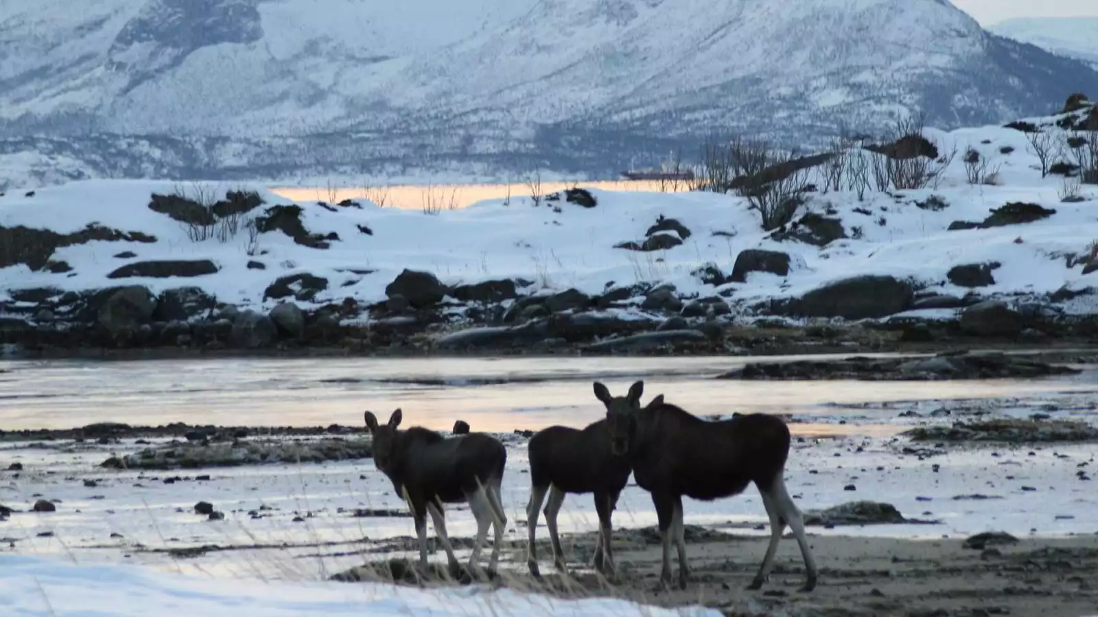 De belevenis van het ontwaken aan de Westfjord